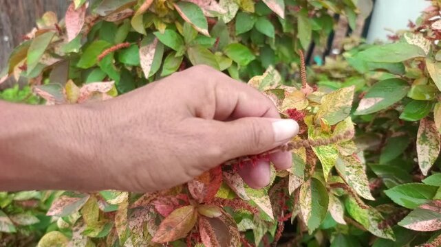 Person Examining Variegated Acalypha Plant Leaves and Red Catkin Flowers Close Up