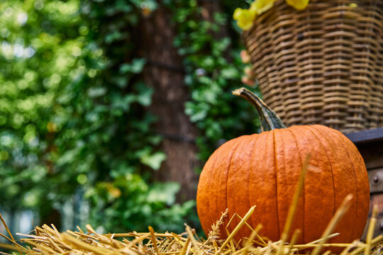 Orange pumpkin on dry straw in rustic garden during autumn harvest