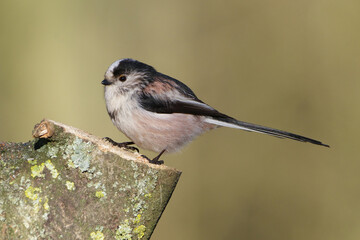 Long-tailed tit (Aegithalos caudatus) perched on a mossy tree branch, side view, natural background © Badr