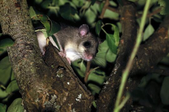 dormouse at night in the forest Baden-Wuerttemberg Germany