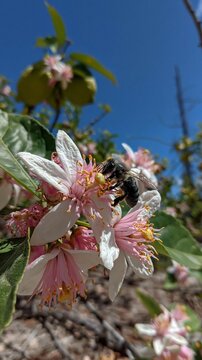 A bee collects nectar from pink and white blossoms against a blue background.
