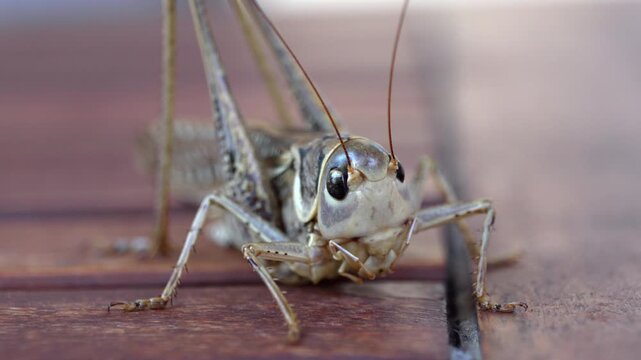 Close-up of a detailed grasshopper on wooden planks