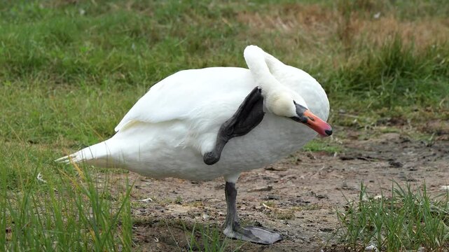 Wild Mute Swan (Cygnus olor) scratching its head with its foot on a grassy riverbank