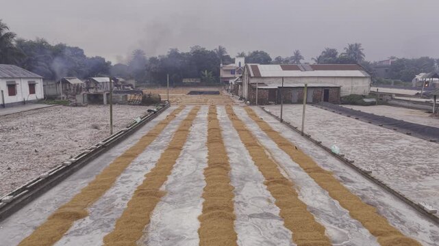Forward drone footage moves over parboiled paddy spread across the drying yard at a Khajanagar rice mill, documenting an important stage of rice processing in Bangladesh.