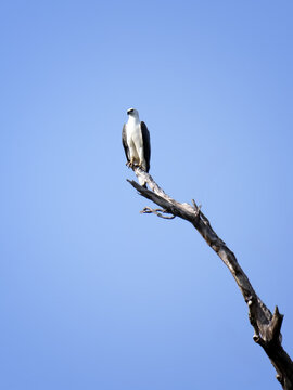 White-bellied Sea Eagle, Icthyophaga leucogaster, perched on the tip of a bare tree branch against a clear blue sky with ample copy space