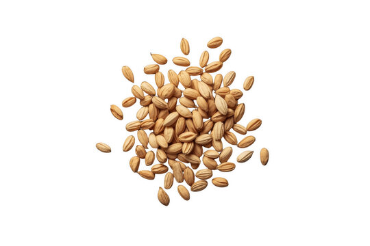Pile of Golden Barley Grains