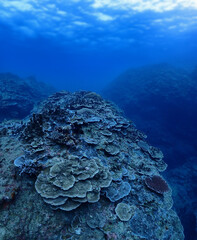沖縄・石垣伊原間湾海底のサンゴの森 © MANPUKU