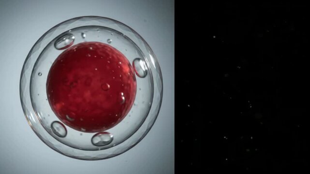 Microscopic close-up video of a human egg cell or embryo in a laboratory.