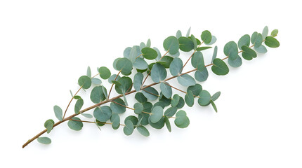 Fresh green eucalyptus branch with round leaves © joni