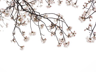曇天の下で咲く桜 © kenta0807