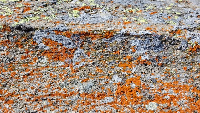 Close-up of a natural stone covered with vibrant orange lichen in the Swiss landscape. The striking contrast between the rugged gray stone and the vivid orange lichen highlights the intricate textures