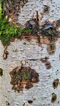 Close-up of a birch tree trunk with delicate green moss growing across its pale, textured bark in the Swiss landscape. A contrast between the light birch bark and vibrant moss.