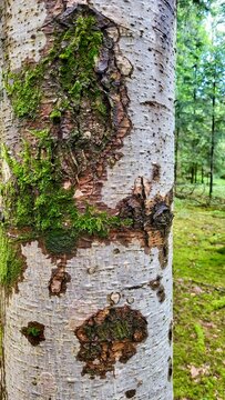 Close-up of a birch tree trunk standing in a natural forest setting in Switzerland, with a softly blurred woodland background. The pale textured bark contrasts with the green surroundings.