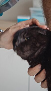 Vertical video of female veterinarian inspecting black cat ear with magnifying glass in clinic. Ideal for pet healthcare advertising and veterinary services promotion