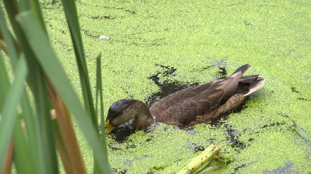 Mallard duck swimming and diving in green duckweed pond, 4K. Young male mallard duck (Anas platyrhynchos) swimming and diving for food in a pond densely covered with green duckweed.