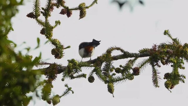 Small wild songbird perching on a green coniferous pine tree branch surrounded by pine cones against a bright sky background.