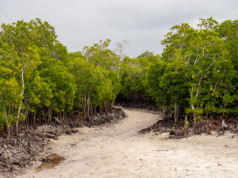 Pathway in a mangrove forest