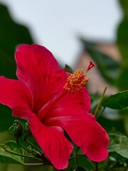 red hibiscus flower © Geekypandey