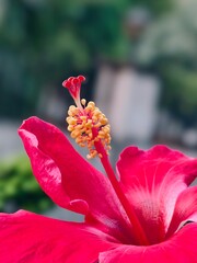 red hibiscus flower © Geekypandey