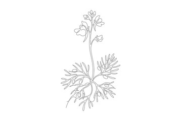 Obraz premium Wildflower plant with delicate leaves continuous line art.