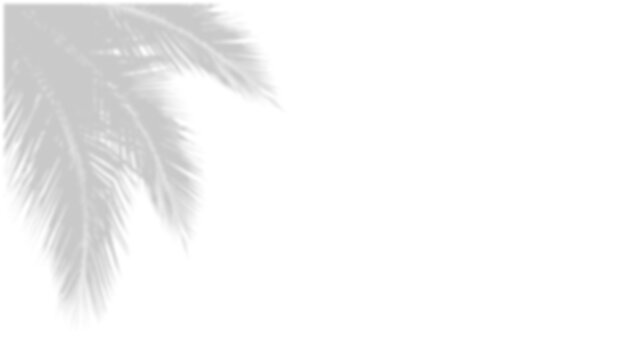Tropical Palm Leaf Shadow Overlay on Transparent Background PNG