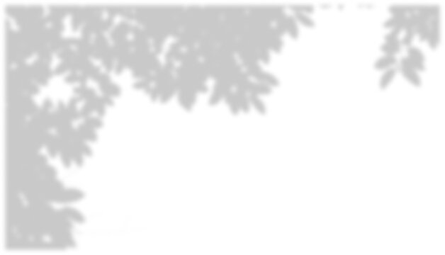 Natural Tree Leaf Shadow Overlay Border on Transparent Background PNG