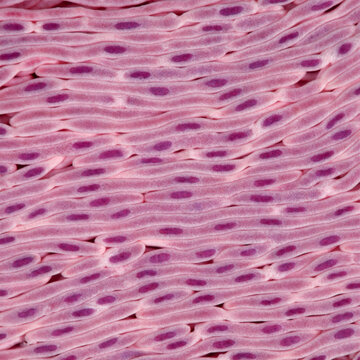  light microscopy photograph of smooth muscle tissue in longitudinal section
