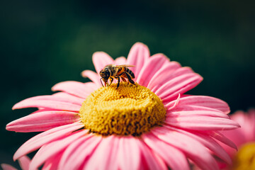 Honeybee gathering nectar on pink daisy flower head in sunlight on dark background horizontal macro    © Alina Zakovyrko