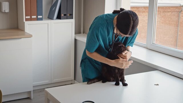 Young adult Caucasian female veterinarian examining black cat in clinic. Clip ideal for veterinary healthcare marketing, pet medicine commercials, animal welfare campaigns