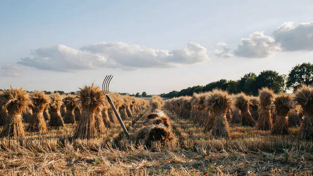 A field of harvested wheat with rows of golden sheaves and a metal pitchfork standing in the middle, under a blue sky with soft white clouds