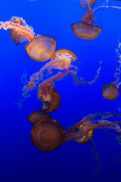 Group of Pacific sea nettle jellyfish swimming in deep blue water