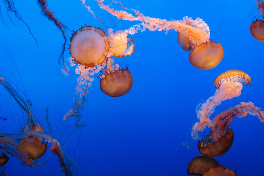 Group of Pacific sea nettle jellyfish swimming in deep blue water