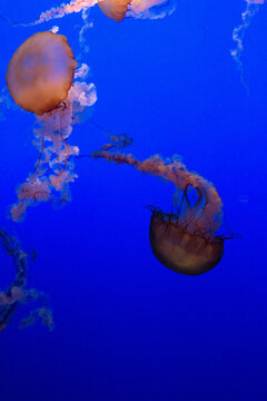 Group of Pacific sea nettle jellyfish swimming in deep blue water