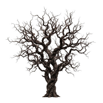 Spooky gnarled bare tree with twisted branches