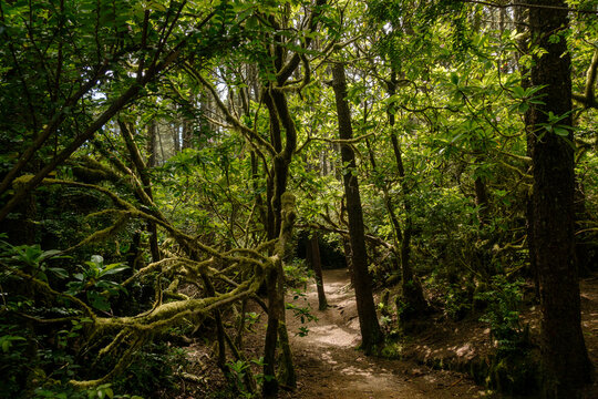 Analog film photography of wild rhododendrons and mossy branches on the Hobbit Trail