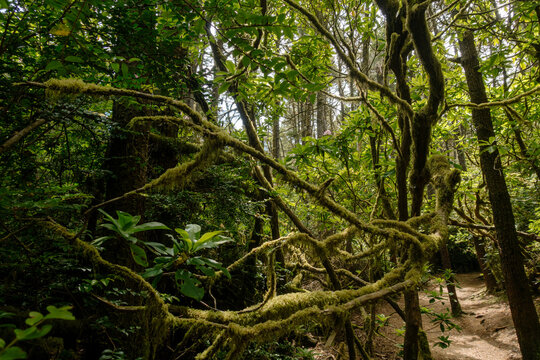 Analog film photography of wild rhododendrons and mossy branches on the Hobbit Trail