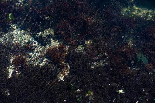 Underwater view of red algae and seaweed growing on a rocky ocean floor