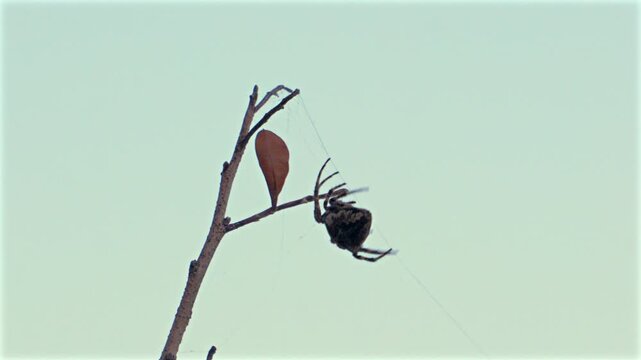 A spider is spinning a web against soft sky. Stillness hangs over dry branch and web. Tiny arachnid waits, alert, patient. Sunlight gently fades behind pale clouds. Perfect nature shot-calm, quiet, wi