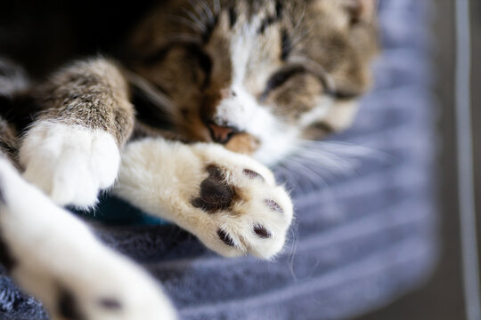 Sleeping tabby kitten paws with visible paw pads resting on ribbed fabric cushion curled front legs close-up in soft daylight with shallow depth of field