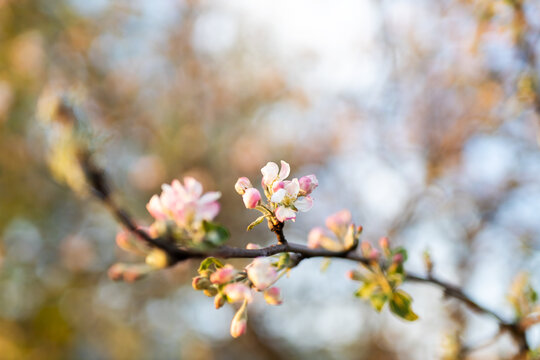 Pink apple blossom cluster blooming on slender branch with fresh green leaves, close-up with shallow depth and warm golden bokeh background under soft daylight