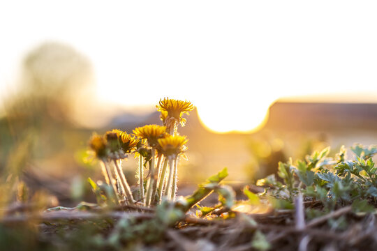 Low-angle close-up of small yellow wildflowers glowing in warm golden sunset light among dry grass and low plants on textured soil