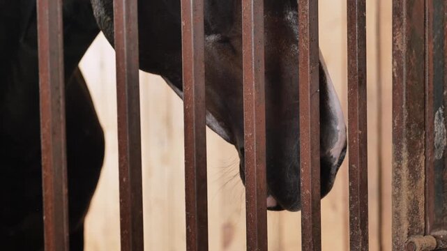 Child hand gently touching a horse head in a stable, forming a bond