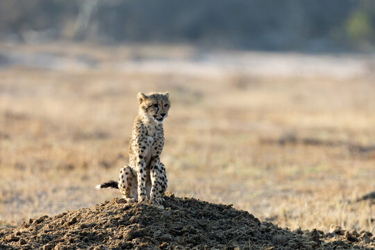 a cheetah cub sitting on a rhino midden