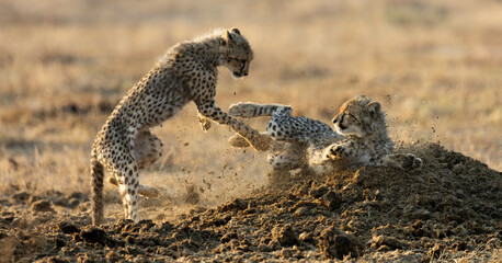 Obraz premium Cheetah cubs playing on a rhino midden