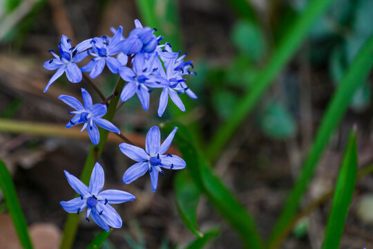 Bright blue Scilla bifolia or Alpine squill or two-leaf squill flowers bloom in clusters atop tall stems, surrounded by long green leaves