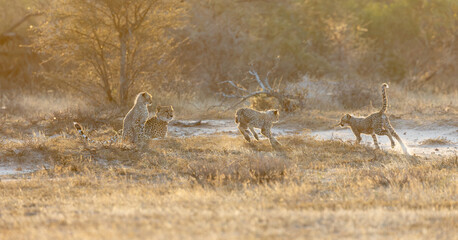 A cheetah family in golden light © Jurgens