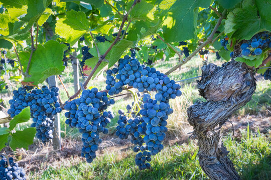Pinot Noir Grapes Ripen on the Vine