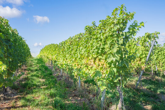 Row of Riesling Grapes in Bright Sunlight