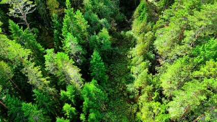 Fototapeta premium Dense green forest canopy viewed from above with various tree species and foliage textures
