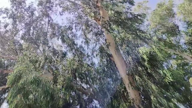 Low angle view of lush green tree canopies under clear sky